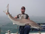 Smoothhound and tope off Wicklow tope