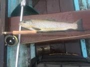 Steady fishing and bigger sharks at Clonakilty Michael Farrell's trout on the dries