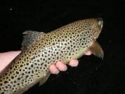 A catch & release policy is actively encouraged on the lake at all times