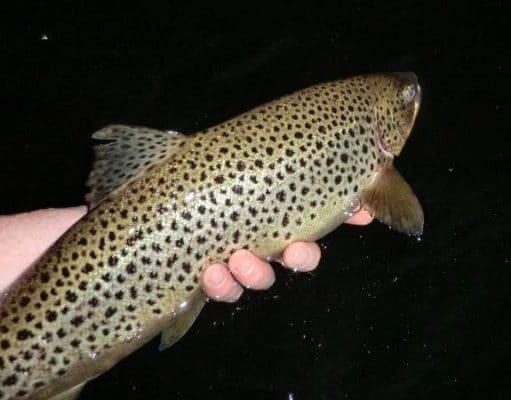 A catch & release policy is actively encouraged on the lake at all times