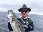 Lots of good coalies, ling and more at Courtmacsherry Coalfish