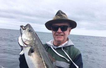 Coalfish