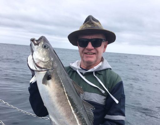 Coalfish