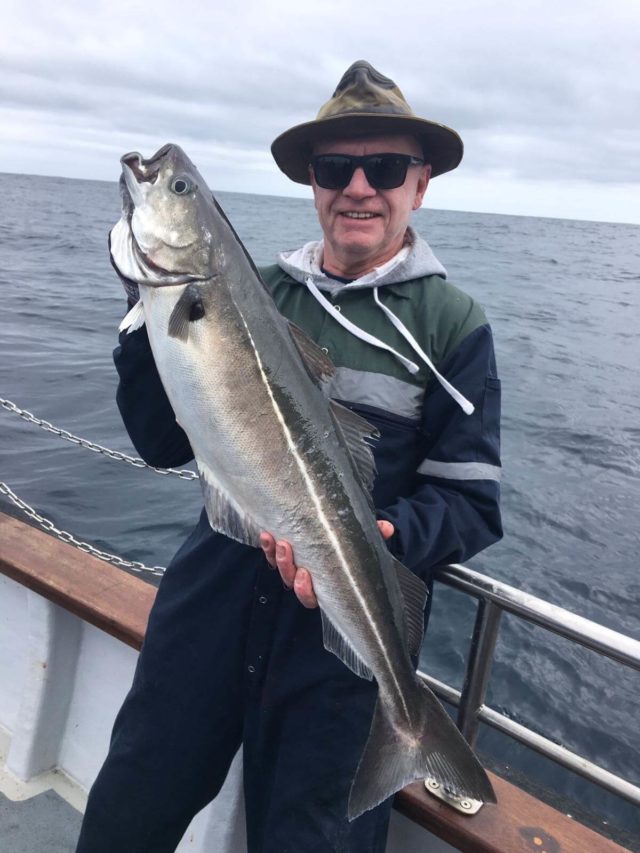 Coalfish