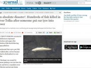 'An absolute disaster': Hundreds of fish killed in River Tolka after someone put car tyre into sewer thejournal.ie
