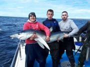 A fine blue shark of 105lbs, just 2cm short of specimen length, that was caught, tagged and released aboard the Brazen Hussy II