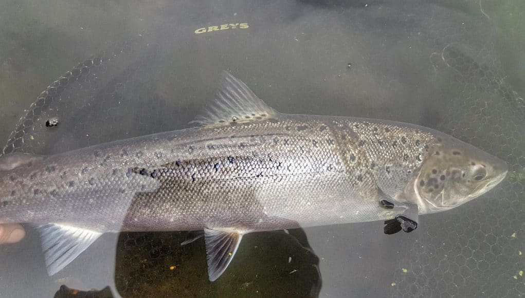 River Bandon