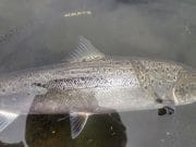 Water at last on the Bandon but reports mixed River Bandon
