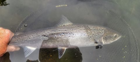 River Bandon