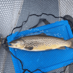 A 55cm trout from Lough Sheelin Guiding Services