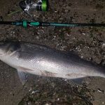 A fine Wexford Bass