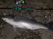 More Fine Bass for Sid in Wexford