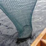 A trout caught on the ‘humble bumble’