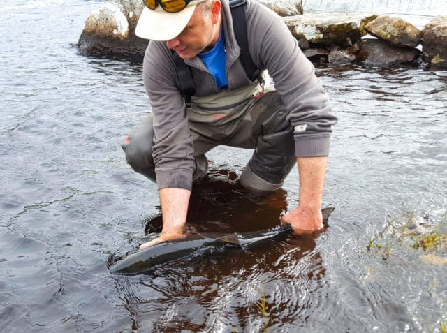 Neil allows the fish to recover before releasing it. It's always good to watch them swim off strongly. #CPRsaveslives
