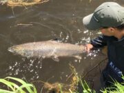 Boyne still producing boyne salmon released
