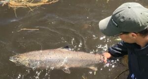 boyne salmon released