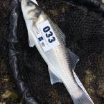 Irish Bass Festival 2017 4