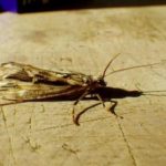 Lough Sheelin's female Murrough – The Great Red Sedge