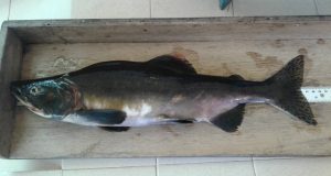 Mature male Pacific pink salmon captured in spawning condition in the River Erriff, County Mayo
