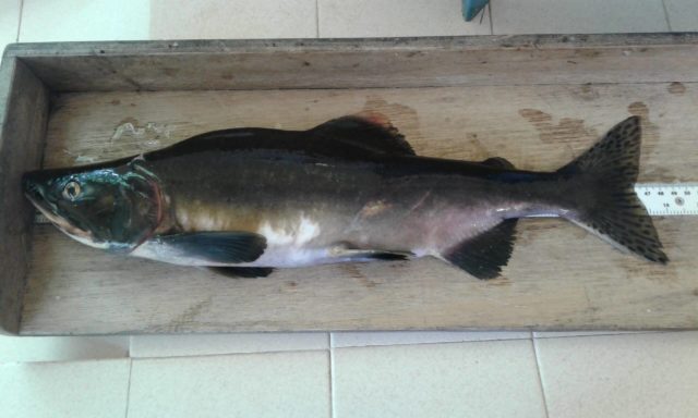 Mature male Pacific pink salmon captured in spawning condition in the River Erriff, County Mayo
