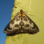 Sheelin’s Small Magpie Moth
