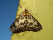 A little slower on Corrib but sedges and dapp taking fish Sheelin's Small Magpie Moth