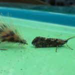 The unreal and the real – Lough Sheelin’s Green Peter Sedge