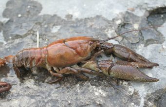 Water users urged to take precautions due to outbreak of Crayfish Plague in the Munster Blackwater catchment
