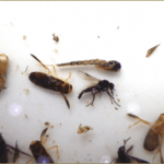 Stomach contents of a trout – Corixa, buzzer pupa & a terrestrial fly