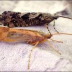 Sheelin’s Peter and Cinnamon Sedges (Agrypnia varia and Limnephilus flavicornis)