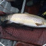 A beautifully conditioned fish caught by Cian Murtagh using a Dabbler, August 18th
