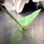 Lough Sheelin ‘s Large Emerald