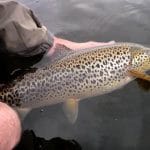 A catch & release policy is actively encouraged on the lake at all times
