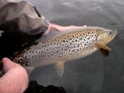 Donegal Bay choked with scad and fishing well A catch & release policy is actively encouraged on the lake at all times