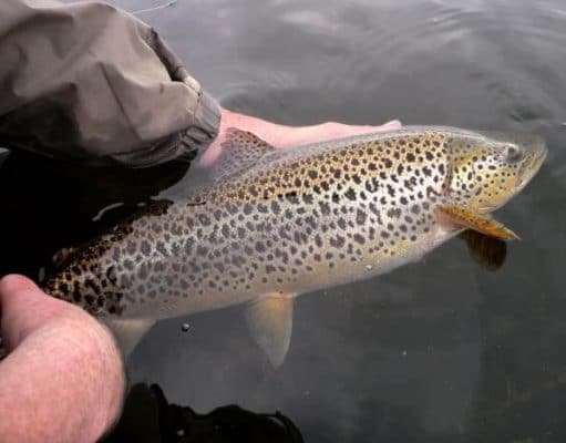 Donegal Bay choked with scad and fishing well A catch & release policy is actively encouraged on the lake at all times