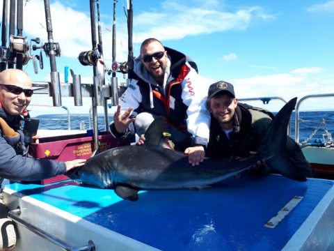Porbeagle