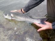 Anglers allowed one bass a day from October 1st catch and release
