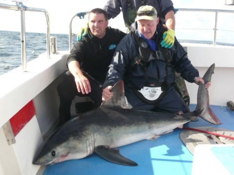 Porbeagle