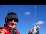 Wind, waves, seals – pollack and bass on fly at Cork Harbour bass