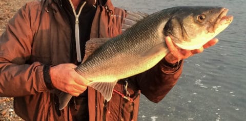 Another fine bass from Co. Wexford