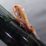 An Autumn emergence Lough Sheelin’s sedge Limnephilus vittatus