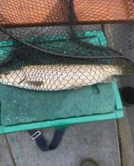 Tony Grehan's 'lump of a fish' Sept.1st