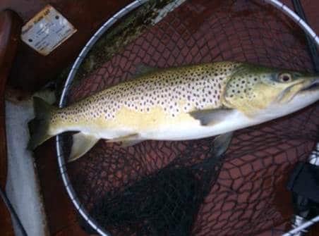 Too long for a 20" net - Cian Murtagh's impressive trout caught on a Mick Kelly Silver Daddy