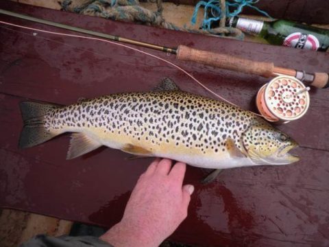 Another fine Sheelin trout