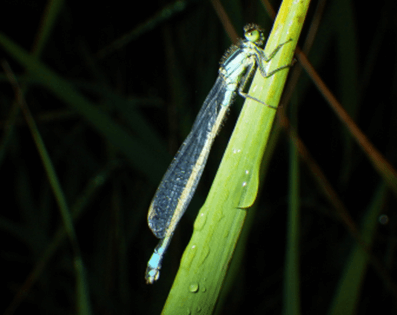 A Blue tailed Damsel fly