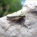 Lough Sheelin’s Buzzer
