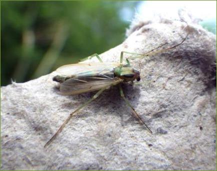 Lough Sheelin's Buzzer