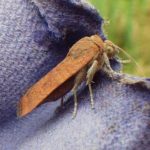 weird and wonderful meal for the trout – Lough Sheelin’s Least Yellow Underwing