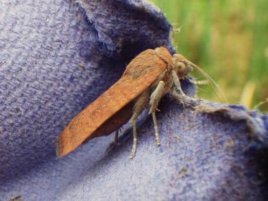 weird and wonderful meal for the trout - Lough Sheelin's Least Yellow Underwing