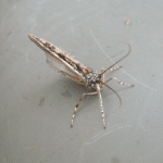 Almost gone for another season – Lough Sheelin’s Peter (Agrypnia varia)